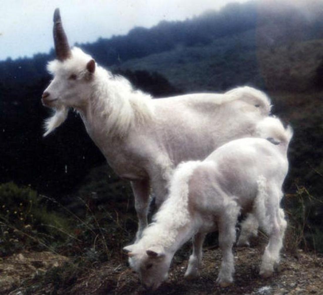 Akankah kuda dan unicorn menghasilkan keturunan yang subur? - Quora