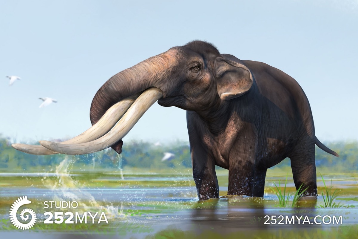 Apakah gajah sekarang keturunan Stegodon? - Quora