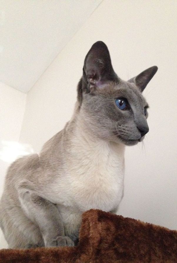Get trusted answers from verified pet experts standing by 24/7. How much on average does a Siamese cat cost? - Quora