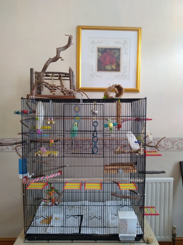 Don't booly meh i know ma art sucks . What budgie cage size would be correct for one budgie? - Quora