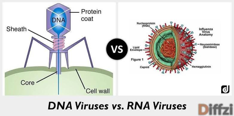 Mengapa virus RNA lebih berbahaya dibandingkan virus DNA? - Quora