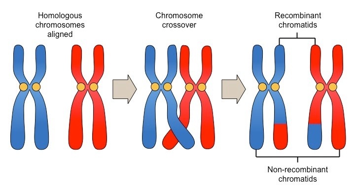 Apa itu &lsquo;menyeberang&rsquo; dalam hal biologi? - Quora