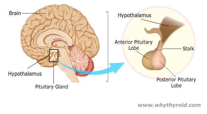We'll go over the anatomy and function of the pituitary gland, the hormones it stores and. Why Is The Pituitary Gland Called The Master Gland And Not The Hypothalamus When The Hypothalamus Controls The Secretion Of The Pituitary Gland Quora