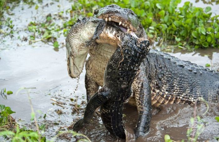 Alligator alley offers fully renovated off campus apartments near uf in gainesville, fl. Do Alligators Eat Cats Quora