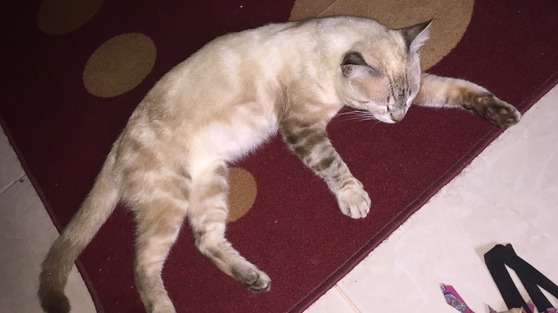 Apa yang dicari kucing dan tikus untuk dimakan, (jawab: Bagaimana Cara Mengobati Kucing Yang Cacingan Quora