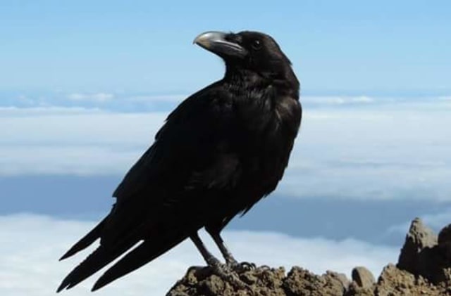 Bagaimana sejarahnya sehingga burung gagak dikaitkan dengan kematian? -  Quora