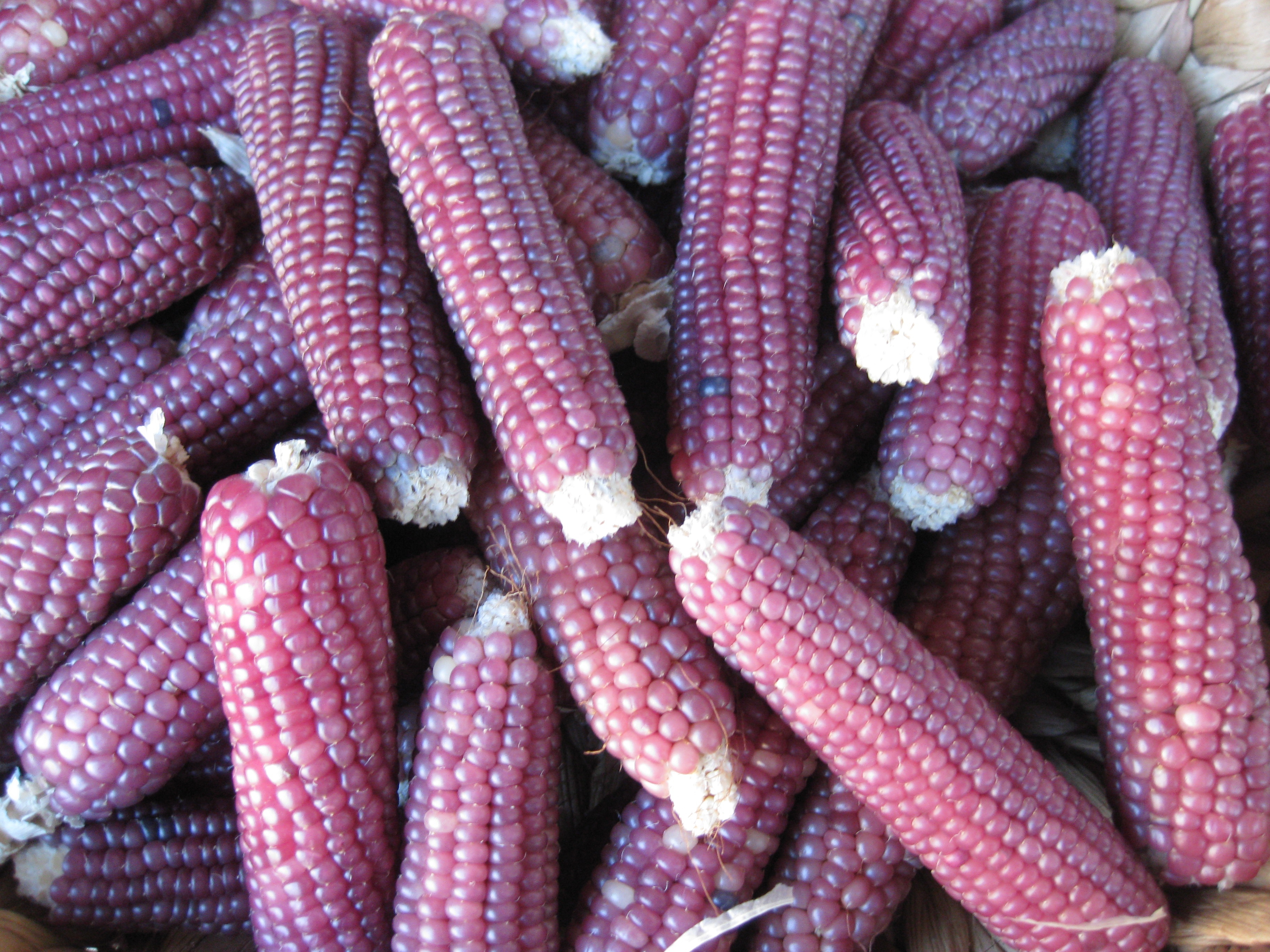 Berapa banyak bulir jagung yang tumbuh rata-rata dalam satu tangkai? - Quora