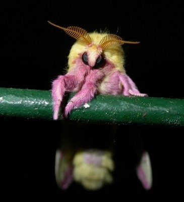 The absence of a scientific name and family description shows that the venezuelan poodle moth has not yet been scientifically recognized, leading to eyebrows . Is the Venezuelan Poodle Moth real? - Quora