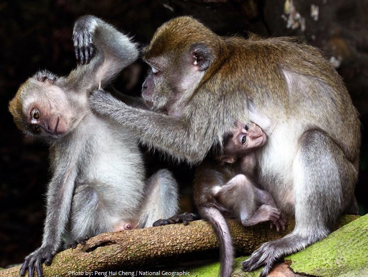Apa saja fakta menarik tentang monyet? - Quora