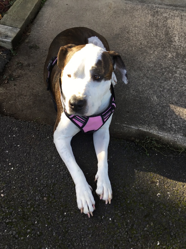 If the mother is not papered, you cannot get papers from any legit registry. How To Register A Pit Bull Without Papers Quora