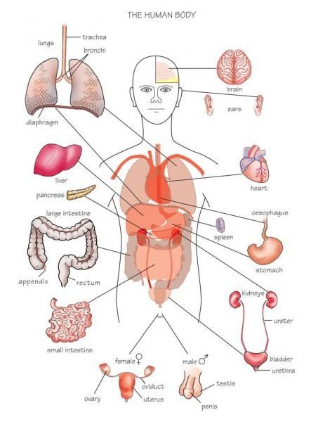 It is composed of many different types of cells that together create tissues and lower body muscle anatomy conclusions. What organs are on the right side of your back? - Quora