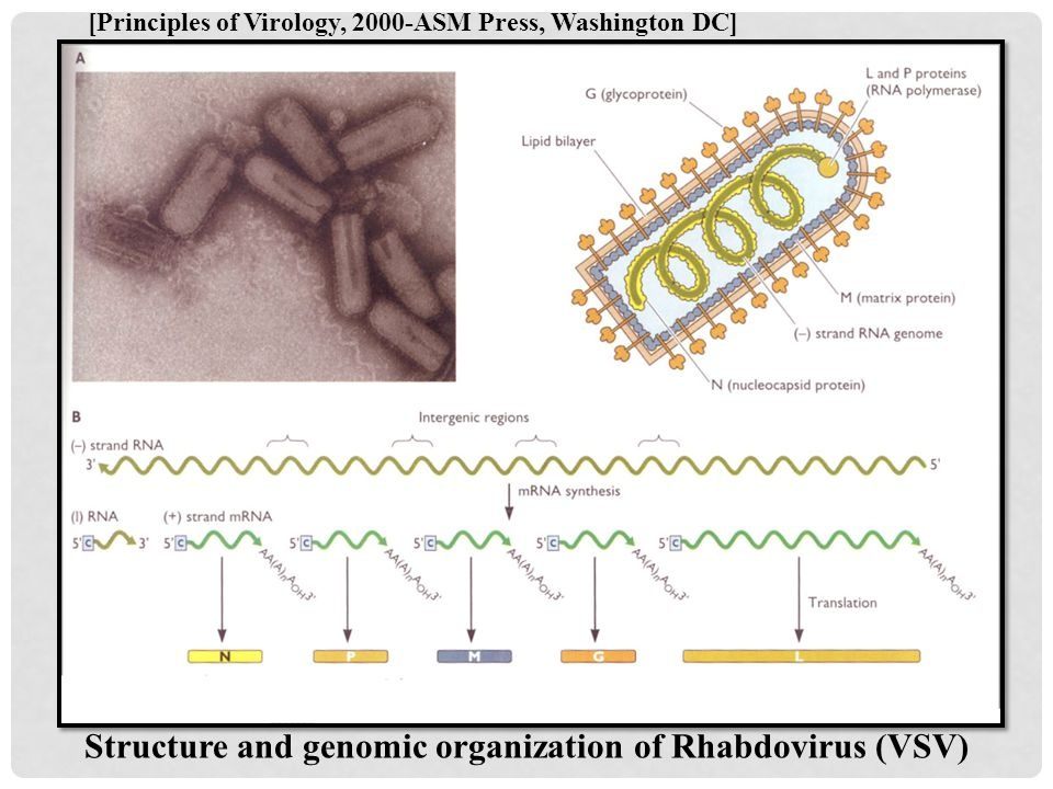 Apakah virus RNA indra negatif memiliki keunggulan dibandingkan virus RNA  indra positif? - Quora