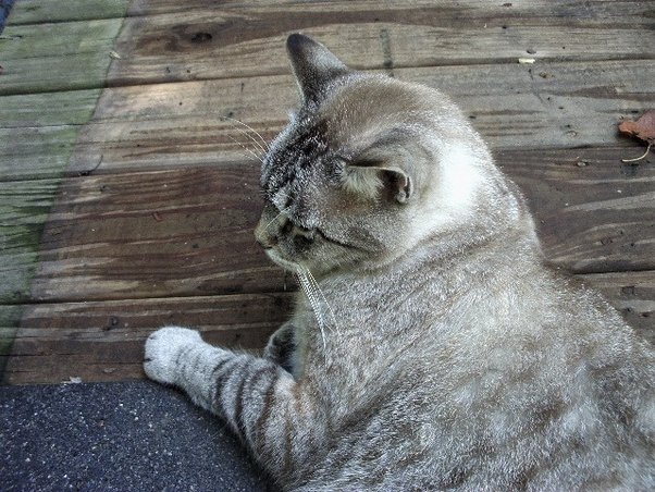 Find out what we already know about the genetics of hair loss. Why Do Cats Have A Bald Spot Next To Their Ears Quora