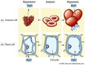 In a hypotonic solution, the cells will take on water and appear more plump. What happens when a fully turgid plant cell is placed into ...