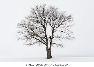 Are you searching for tree without leaves png images or vector? How Many Leaves Does An Average Tree Have Quora