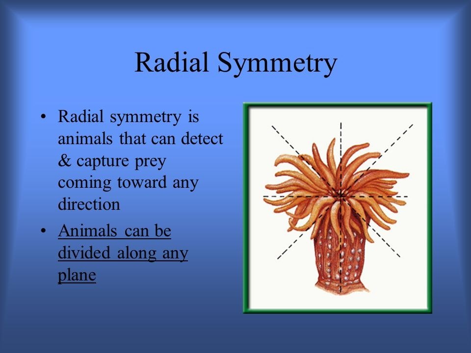 Apakah semua bentuk kehidupan yang lebih tinggi di Bumi simetris? Mengapa  mereka semua simetris atau mengapa tidak? - Quora