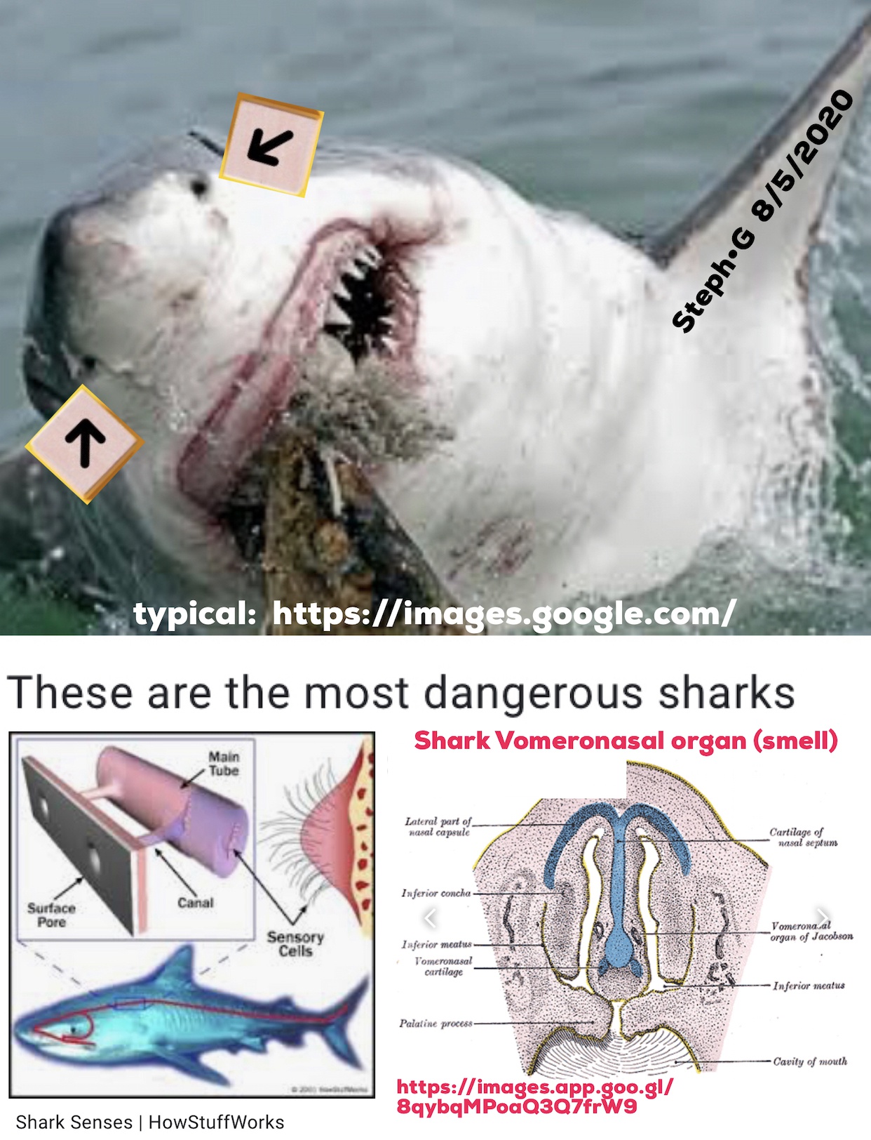 How Do Spiracles Help Sharks Breathe