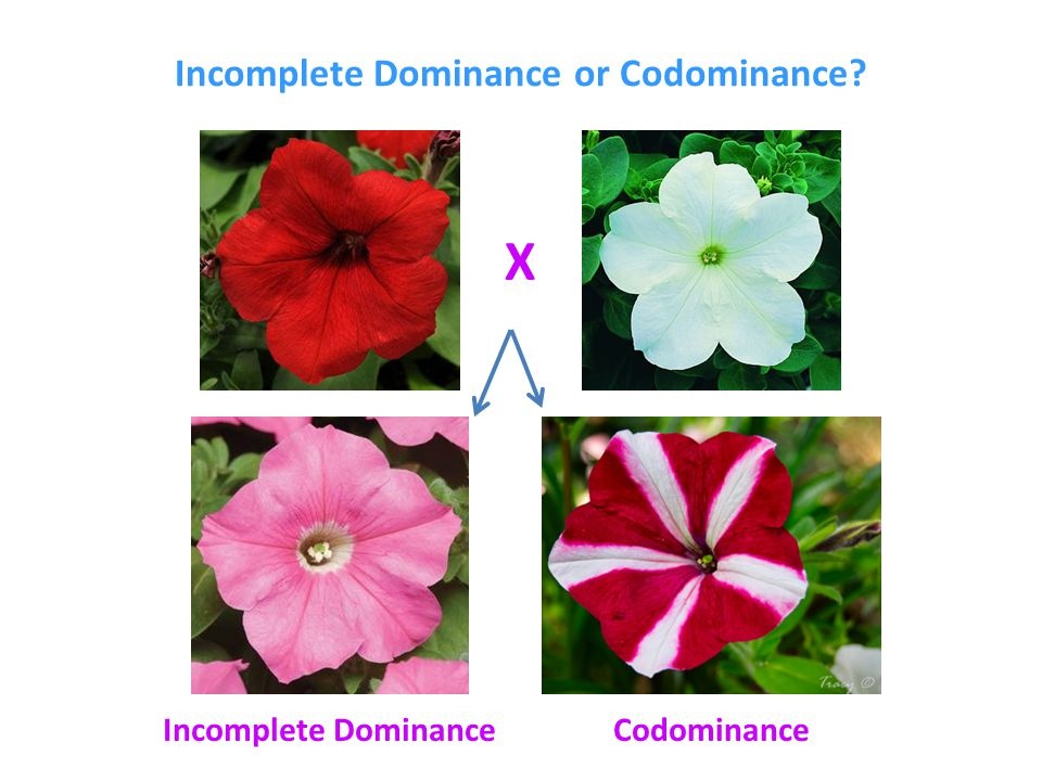 Explain the difference between incomplete dominance and codominance: What Are The Similarities And Differences Between Complete Dominance Codominance And Incomplete Dominance Quora