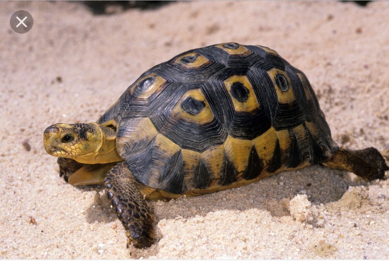 черепаха ползает. черепахи turtle tortoise. медленная черепаха. мадагаскарская щитоногая черепаха. черепаха ползет.