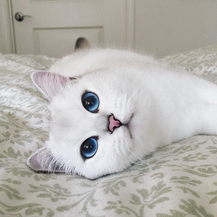 253 for this, you will need: Which Animal Has The Most Beautiful Eyes Quora