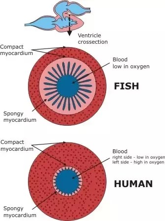 The fish were transferred to a shallow concave trough of a . What Is The Heart Structure Of A Fish Quora