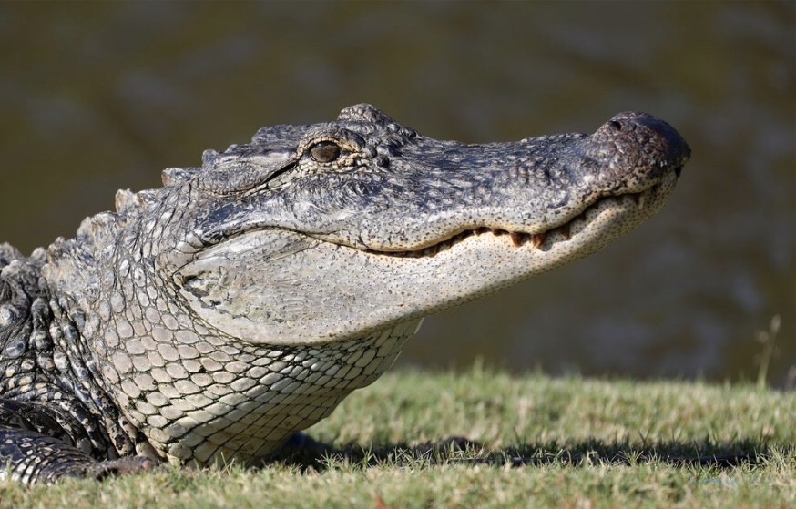 Dogs love to chew on bones, run and fetch balls, and find more time to play! How Often Do Alligator And Crocodile Owners Breed Alligators And Crocodiles Together How Often In The Wild Is It That Alligators And Crocodiles Breed Together What Is The Name Of The Mixture
