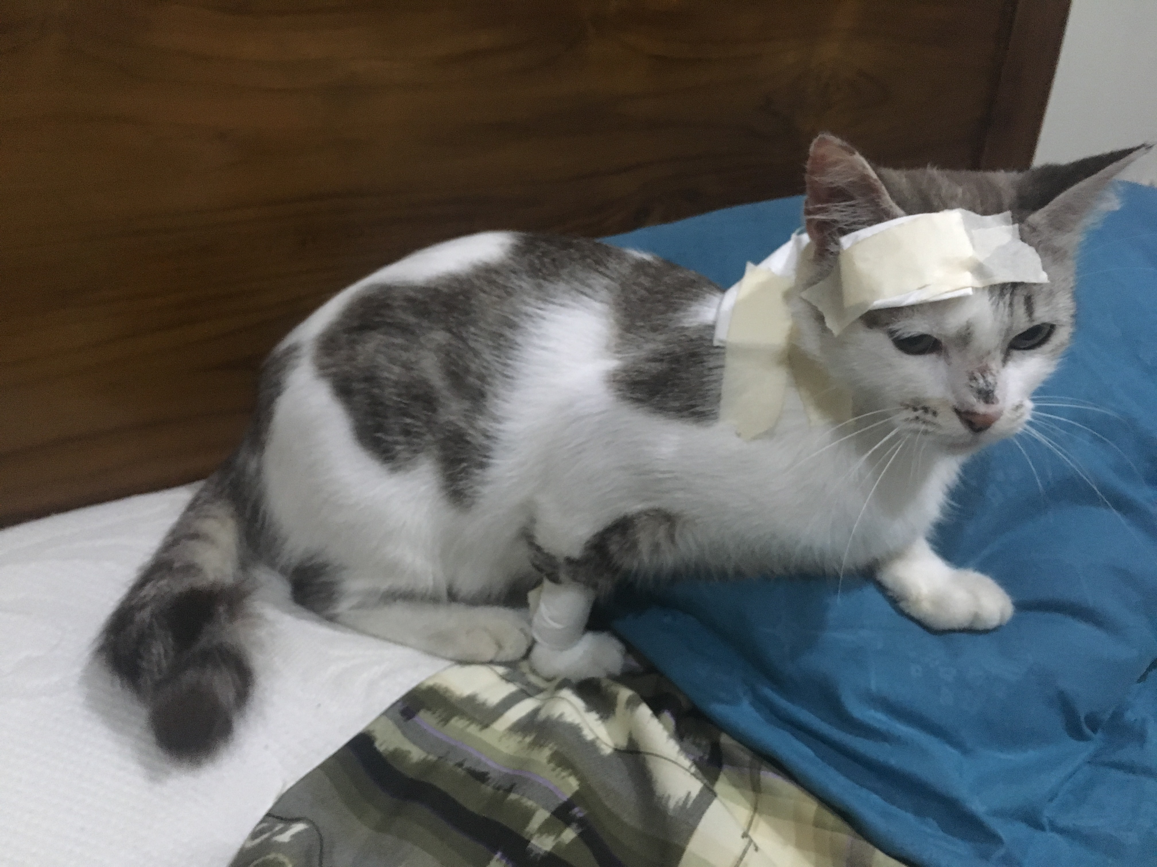 Jika berdarah, cobalah untuk menghentikan peradarahan dengan menekan luka selama beberapa saat . Bagaimana Menyembuhkan Luka Pada Kucing Dan Bagaimana Caranya Agar Lukanya Tidak Digaruk Quora
