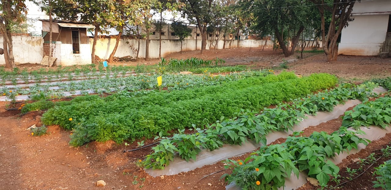 Apakah Anda menanam bunga, buah dan sayuran atau rempah-rempah di kebun  Anda? - Quora