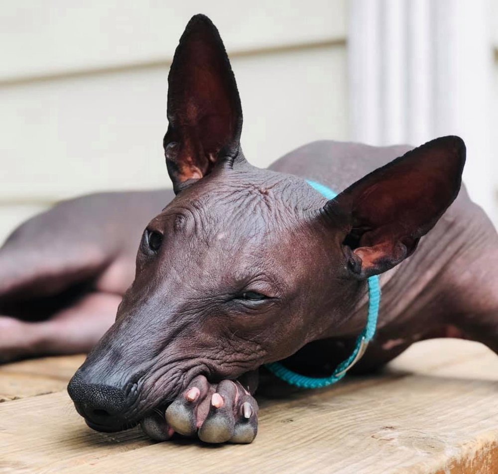 Bagaimana cara mengatakan &lsquo;anjing saya tidak berbulu&rsquo; dalam bahasa Jepang -  Quora