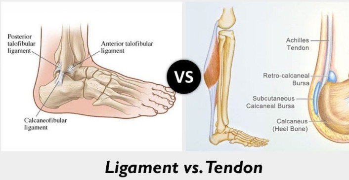 Apa perbedaan antara komposisi tendon dan ligamen? - Quora