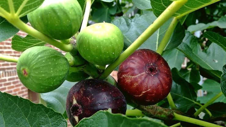 Seperti apa bentuk buah khuldi dan buah tin? - Quora