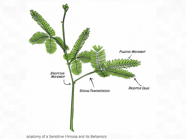 Bagaimana cara tumbuhan Putri Malu (mimosa pudica) bergerak? Apakah  tumbuhan tersebut memiliki indra atau sensor yang dapat merasakan sentuhan?  - Quora