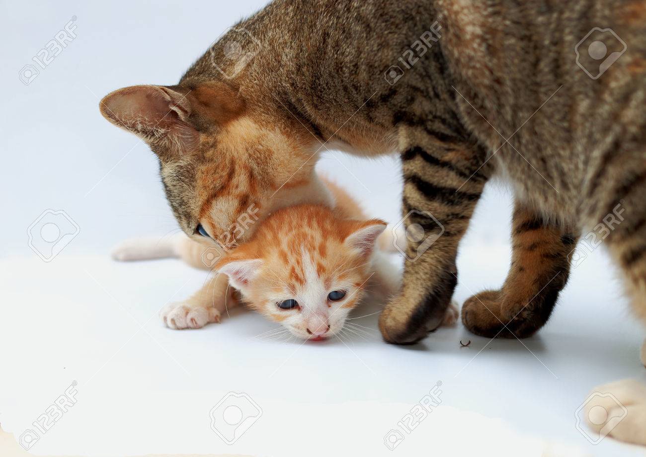 Jika anak kucing yang masih menyusui dibuang oleh orang (bukan saya) atau  dipisahkan dari induknya, apakah anak kucing tersebut masih bisa bertahan  hidup? - Quora