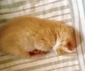 Mengapa kucing tidak memiliki pusar? - Quora