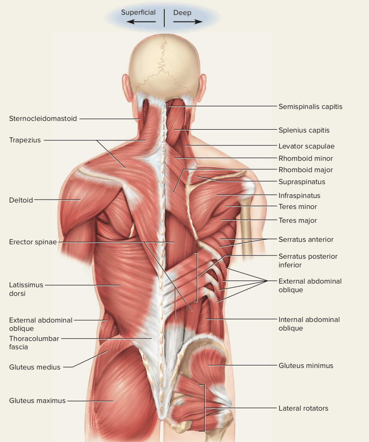 Learn more about how muscles work, what they look like, and how they're treated. What Is The Anatomy Of Back Muscles Quora