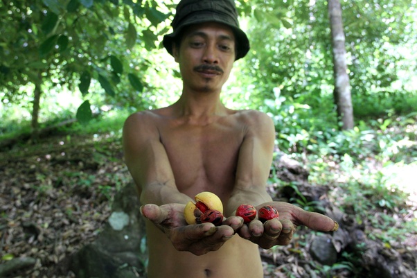 Belanda Menjajah Indonesia Dari Tahun Berapa Sampai Tahun Berapa - Tentang  Tahun