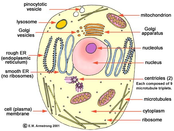Check spelling or type a new query. What Are The Parts Of An Animal Cell And Its Functions Quora