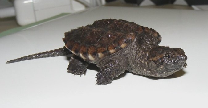 The alligator snapping turtle is the largest freshwater turtle in north. How To Tell If It Is A Snapping Turtle Quora