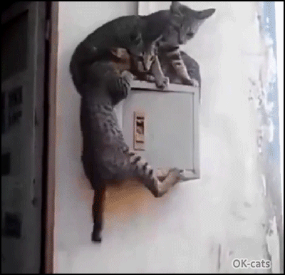 Mengapa kucing saya tidak pernah bisa kenyang dan terus-menerus minta  makan? - Quora