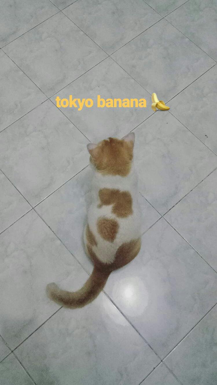 Kenapa kucing domestik di Indonesia banyak yang berekor pendek atau malah  bengkok? Apakah memang faktor genetik? - Quora