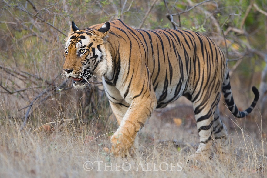 Amur tigers have got quite many adaptations to challenge the extreme weather of russia. Why Is It That If Say A Bengal Tiger And Sumatran Tiger Can Mate And Produce Viable Offspring Then They Are Referred To As Sub Species Rather Than Being Racially Different Quora