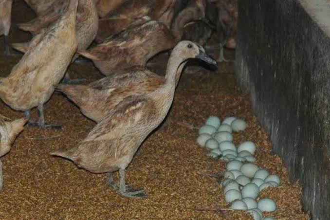 Apa perbedaan antara entog/entok dan bebek? - Quora