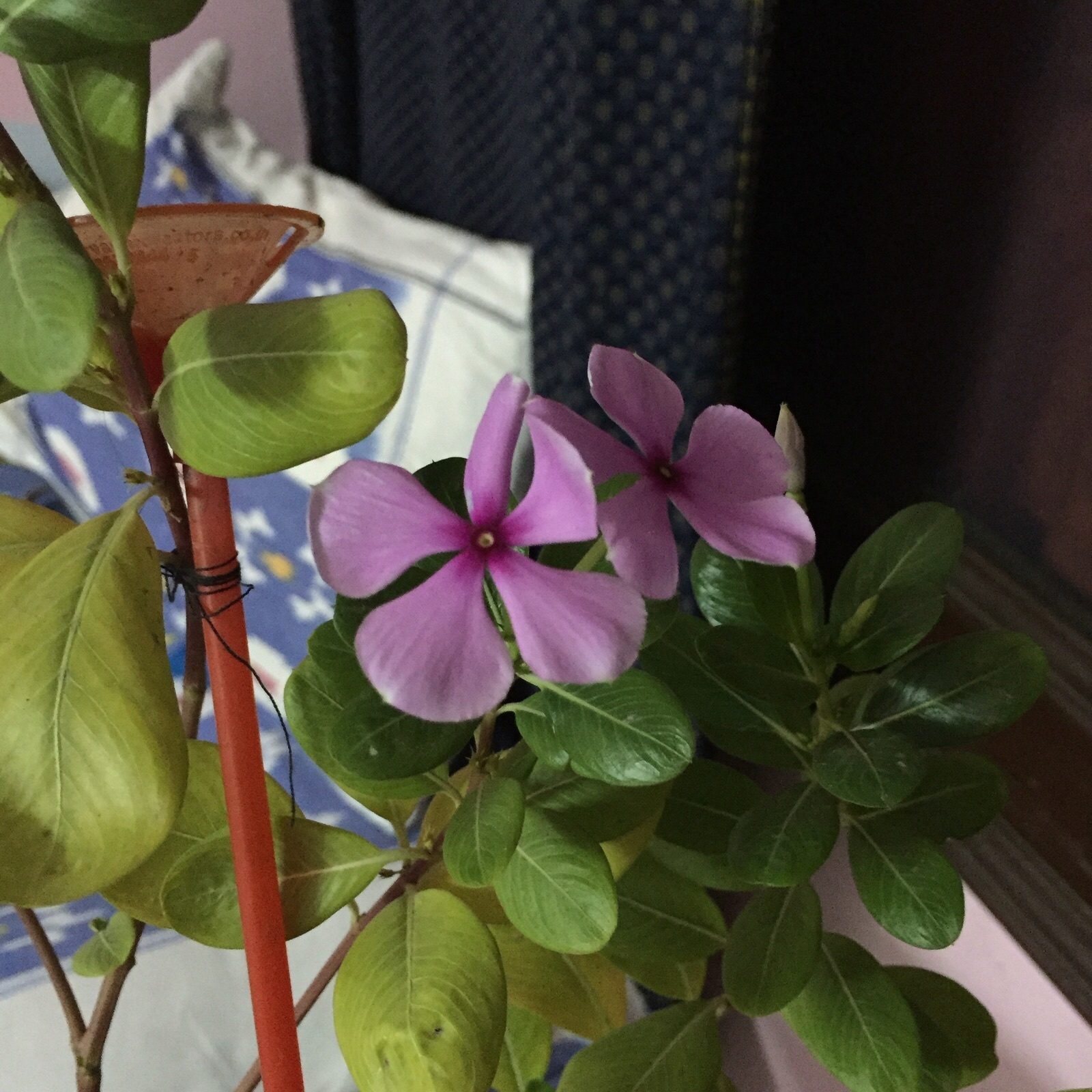 So, you've discovered the power of the flower and want to open up a shop. What Is The Name Of The Common Purple Flower With 5 Petals India Quora