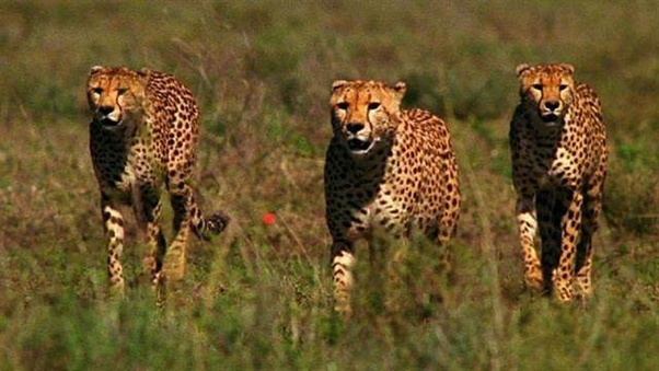 Check spelling or type a new query. What animals work together in the wild? - Quora