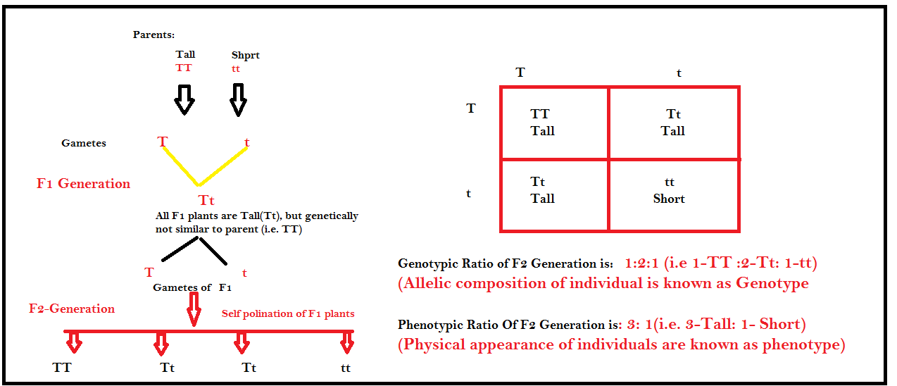 Apa perbedaan antara genotipe dan fenotipe dan apa saja contoh fenotipe dan  genotipe? - Quora