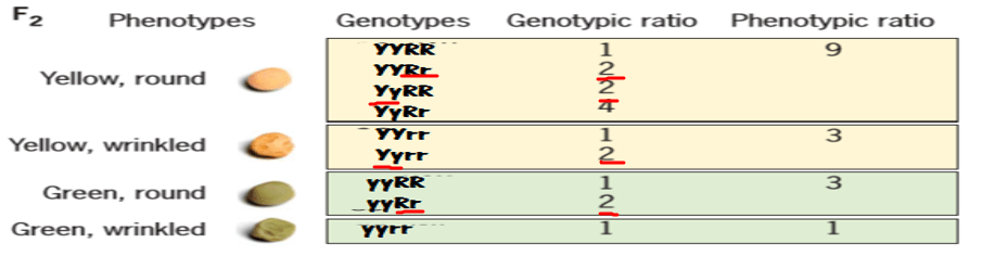 Berapa banyak tanaman yang tidak murni hanya untuk satu karakter pada  generasi f2 dari 1000 tanaman pada persilangan dihibrida? - Quora
