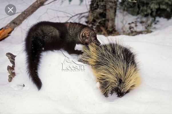 A group of lions is called a pride. What eats porcupines? - Quora