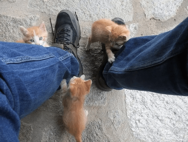 Learn how to train your puppy to stop biting in 5 easy steps. How To Get My Cat To Stop Attacking My Feet - Cat Lovster