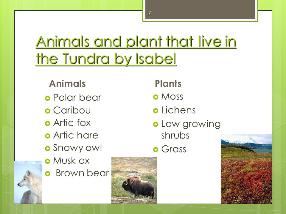 Even so, several animals call the tundra home throughout . How Many Plants And Animals Live In The Tundra Quora