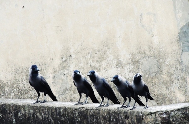Learn all about perching birds at howstuffworks. What is a flock of ravens? - Quora